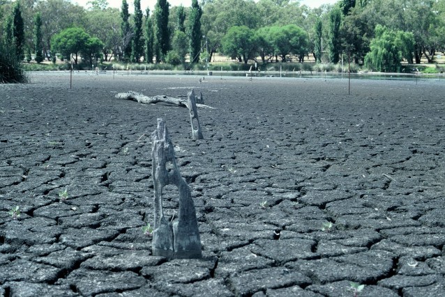 Remains of post and rail fencing, East Lake.  During summer the lake is artificially maintained.  Towards the approach of summer 1998 the wetland managers let the lake approach total dryness to assist with our lake-aquifer interaction studies (Refer Chapter 7).